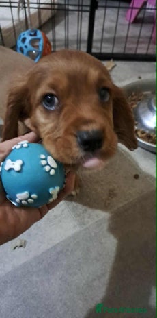 Cockalier dogs - Advert 2