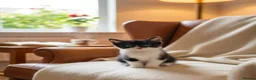 Mixed Breed cats for sale: Mixed breed kittens - Advert 3
