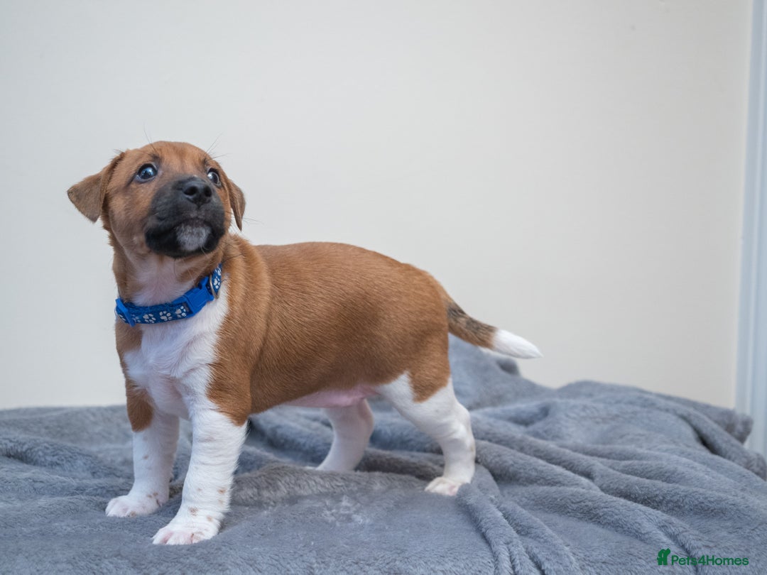 Plummer Terrier dogs for sale: Lovely Plummer Pupps - Advert 25