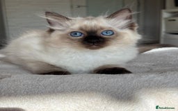 Ragdoll cats for sale: Ragdolls kittens  - Image 4
