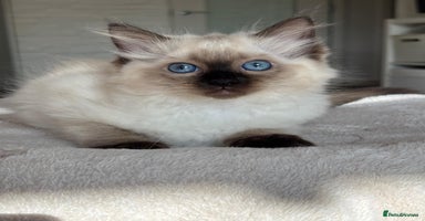Ragdoll cats - Advert 2