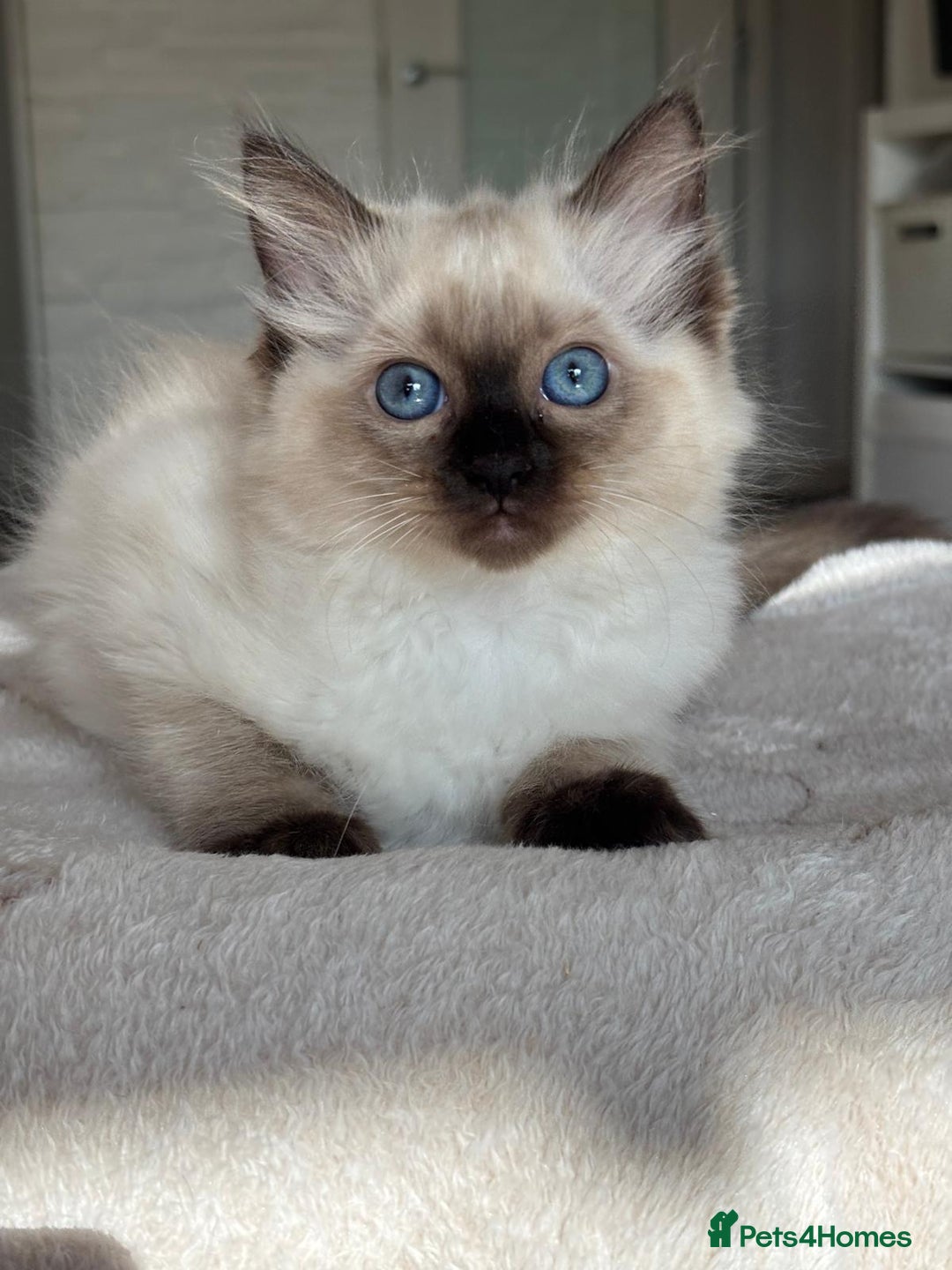 Ragdoll cats for sale: Ragdolls kittens  - Image 4