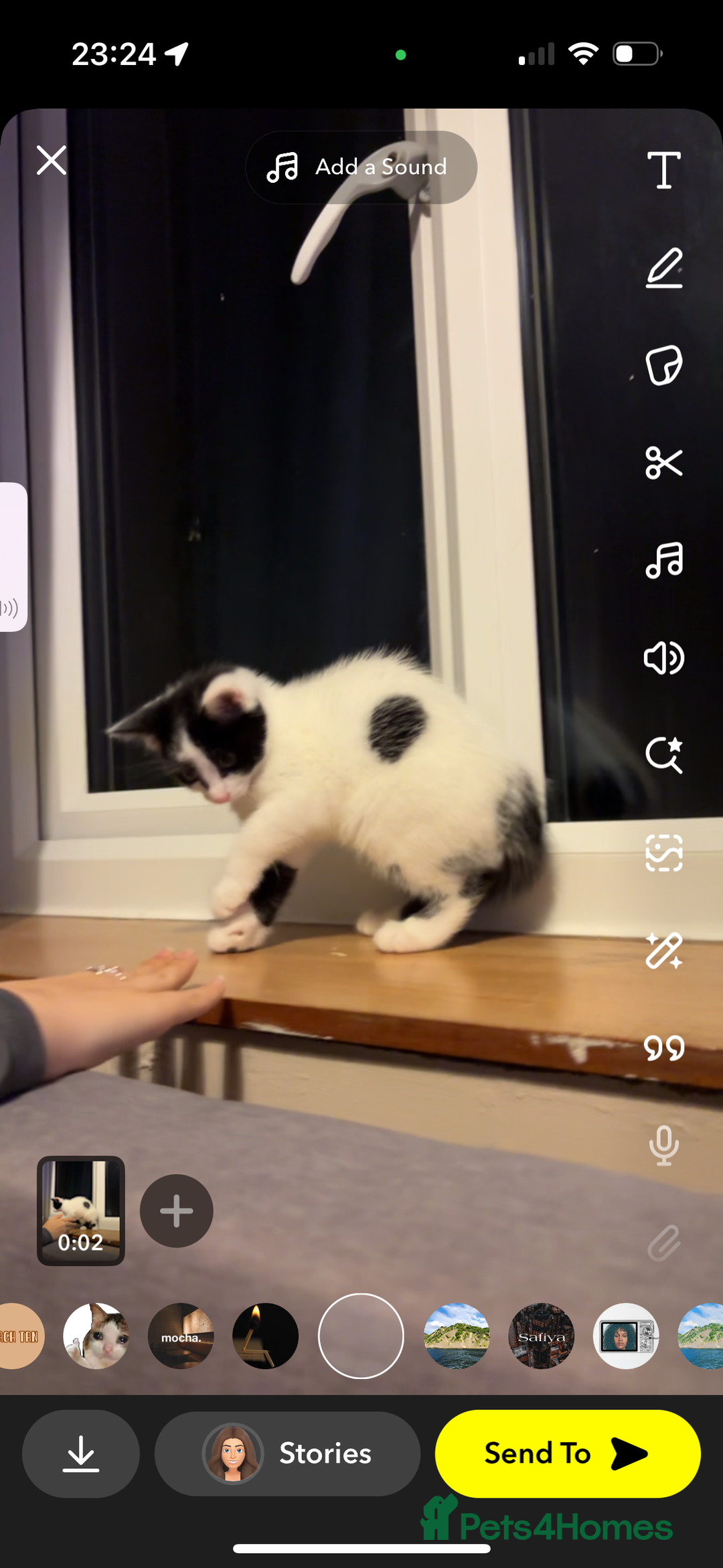 Mixed Breed cats for sale: Muffin  - Image 6