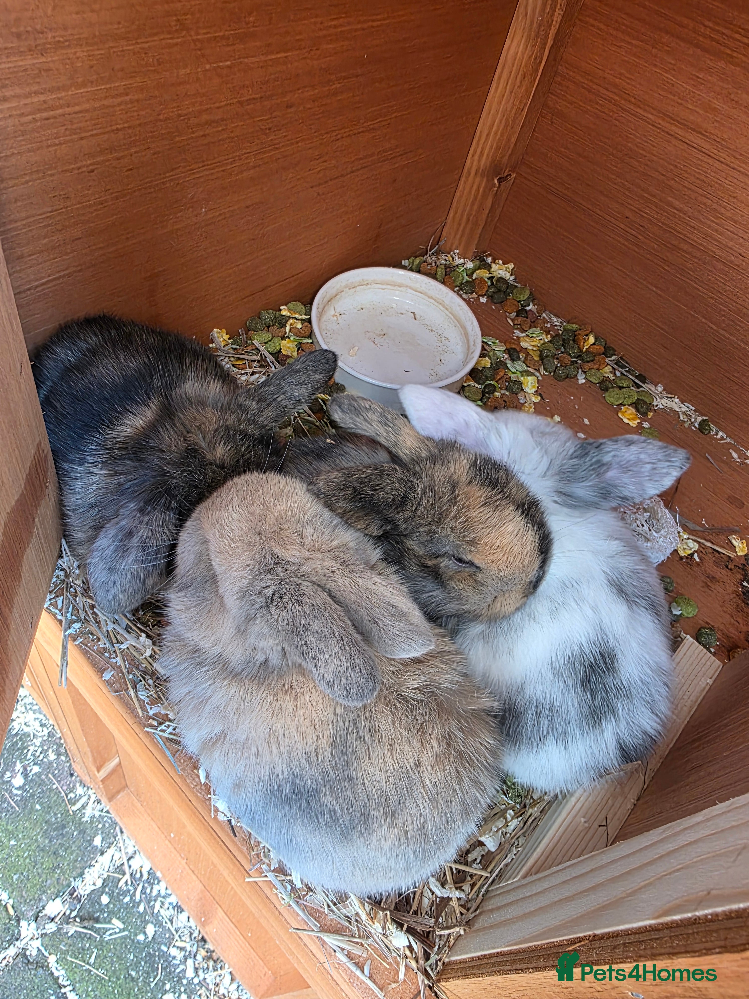 Mini Lop rabbits Mini loop - Advert 1