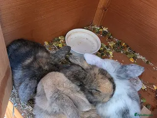 Mini Lop rabbits Mini loop - Advert 1