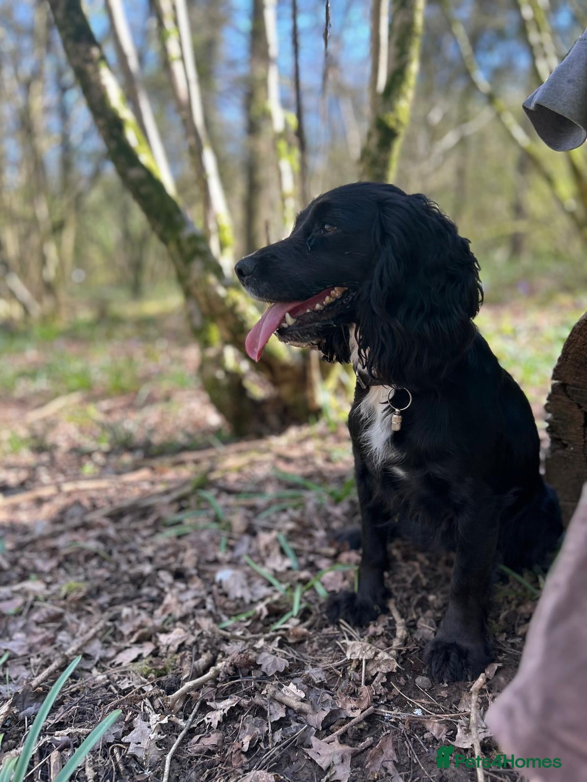 Cocker Spaniel dogs Working Cocker Spaniel Puppies - Advert 1