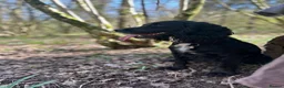 Cocker Spaniel dogs for sale: Working Cocker Spaniel Puppies - Advert 1