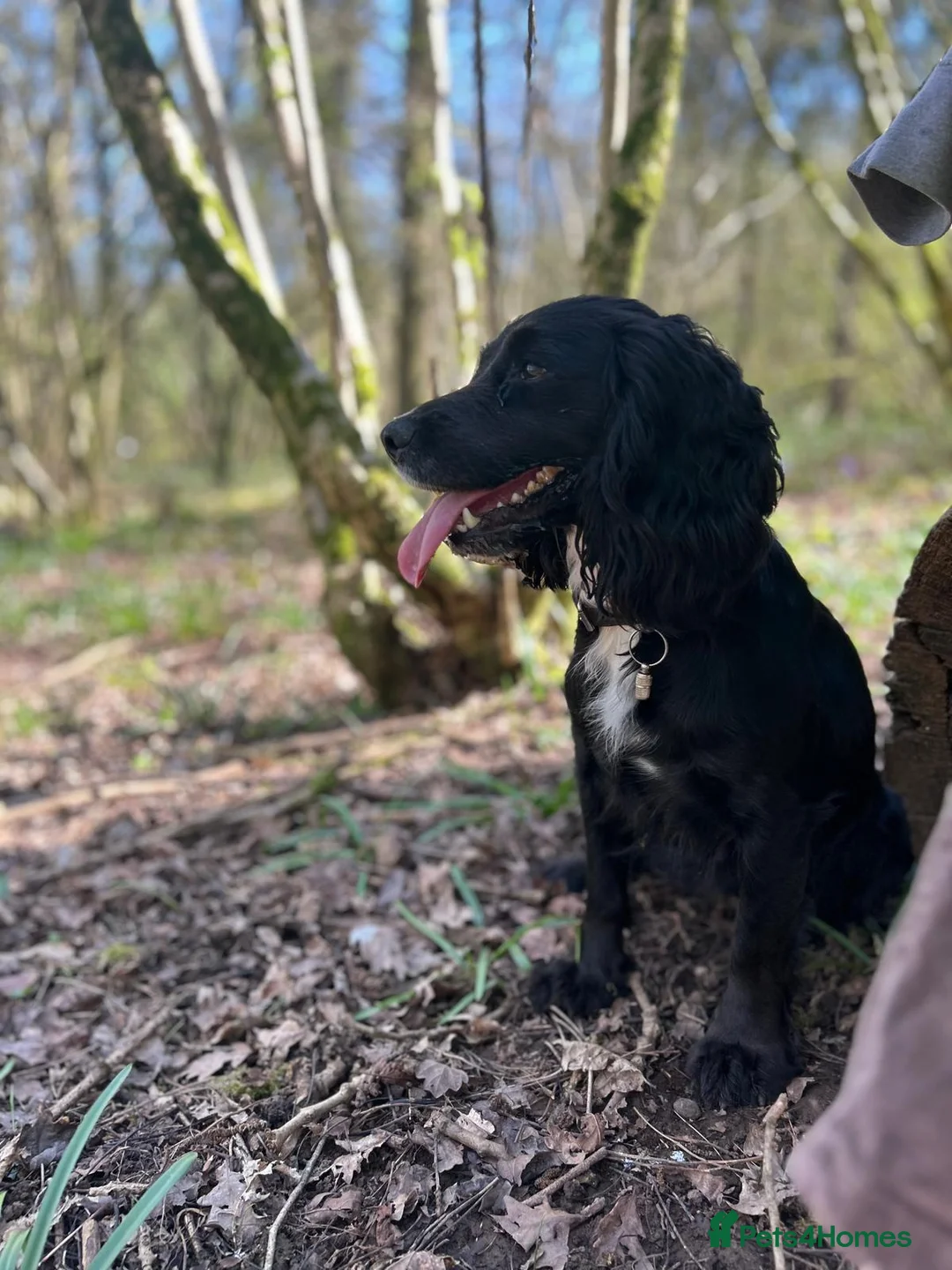 Cocker Spaniel dogs for sale: Working Cocker Spaniel Puppies - Advert 1