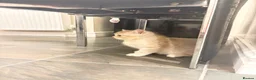 British Shorthair cats for sale: Beautiful British shorthair kittens  - Advert 4