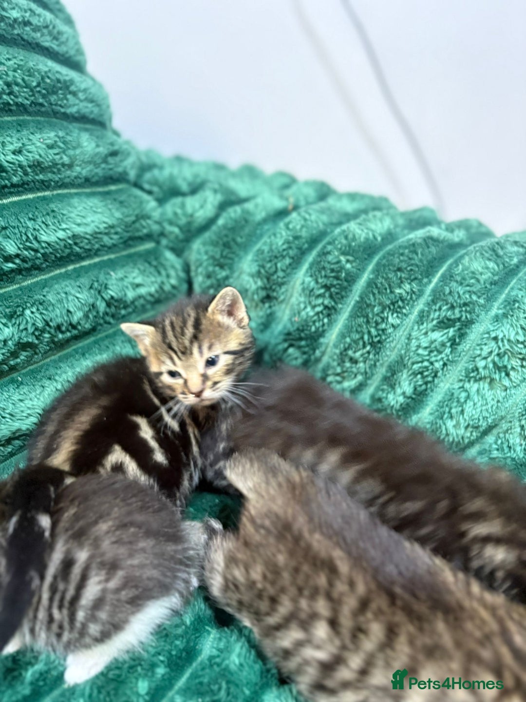 Bengal cats for sale: Adorable little kittens  - Advert 6