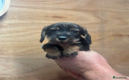 Dachshund dogs for sale: Ready now standard Wirehair dachshund (teckel)  - Image 10