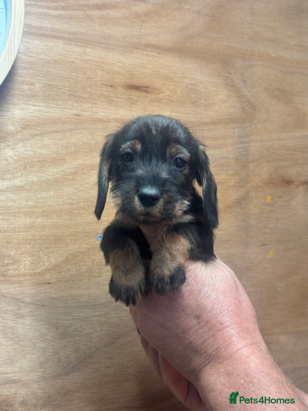 Dachshund dogs for sale: Ready now standard Wirehair dachshund (teckel)  - Image 10