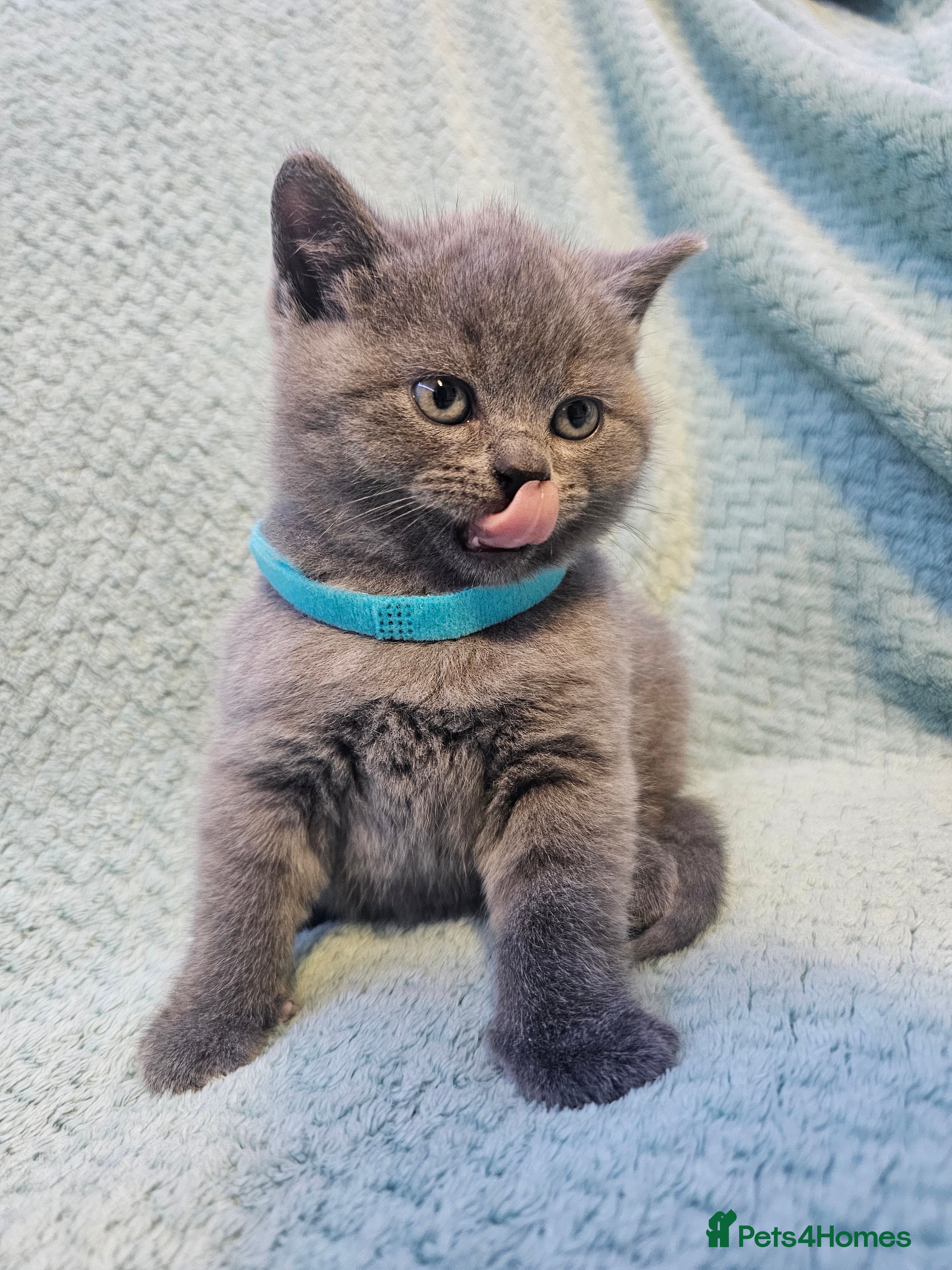 British Shorthair cats British Shorthair ready for a Lifetime of Love - Advert 16