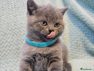 British Shorthair cats British Shorthair ready for a Lifetime of Love - Advert 5