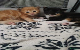 British Shorthair cats for sale: two kittens for sale - Image 8