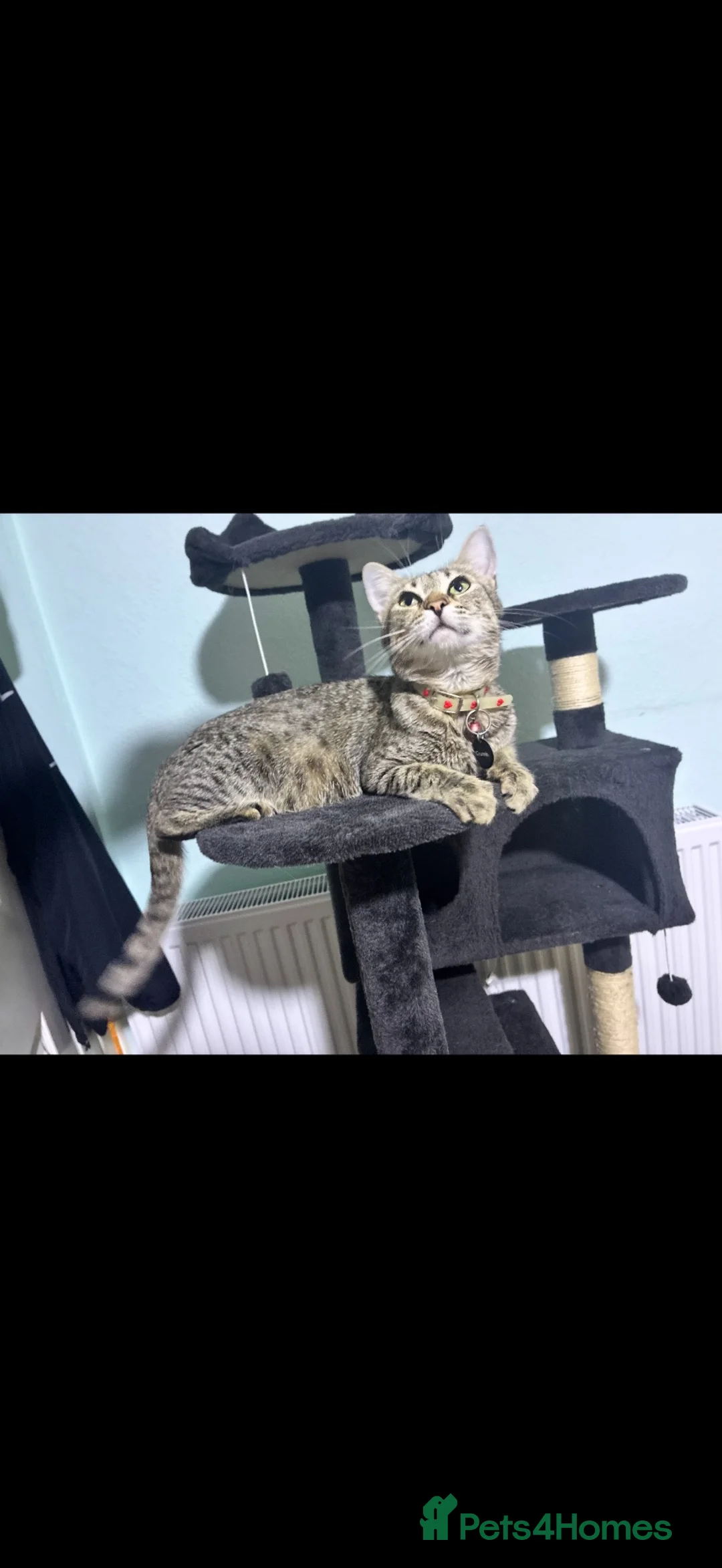 Savannah cats for sale: Gorgeous savannah kittens 2 boys left in Aylesbury - Advert 12