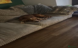 Cocker Spaniel dogs for sale: 4 year old male spaniel  - Image 1