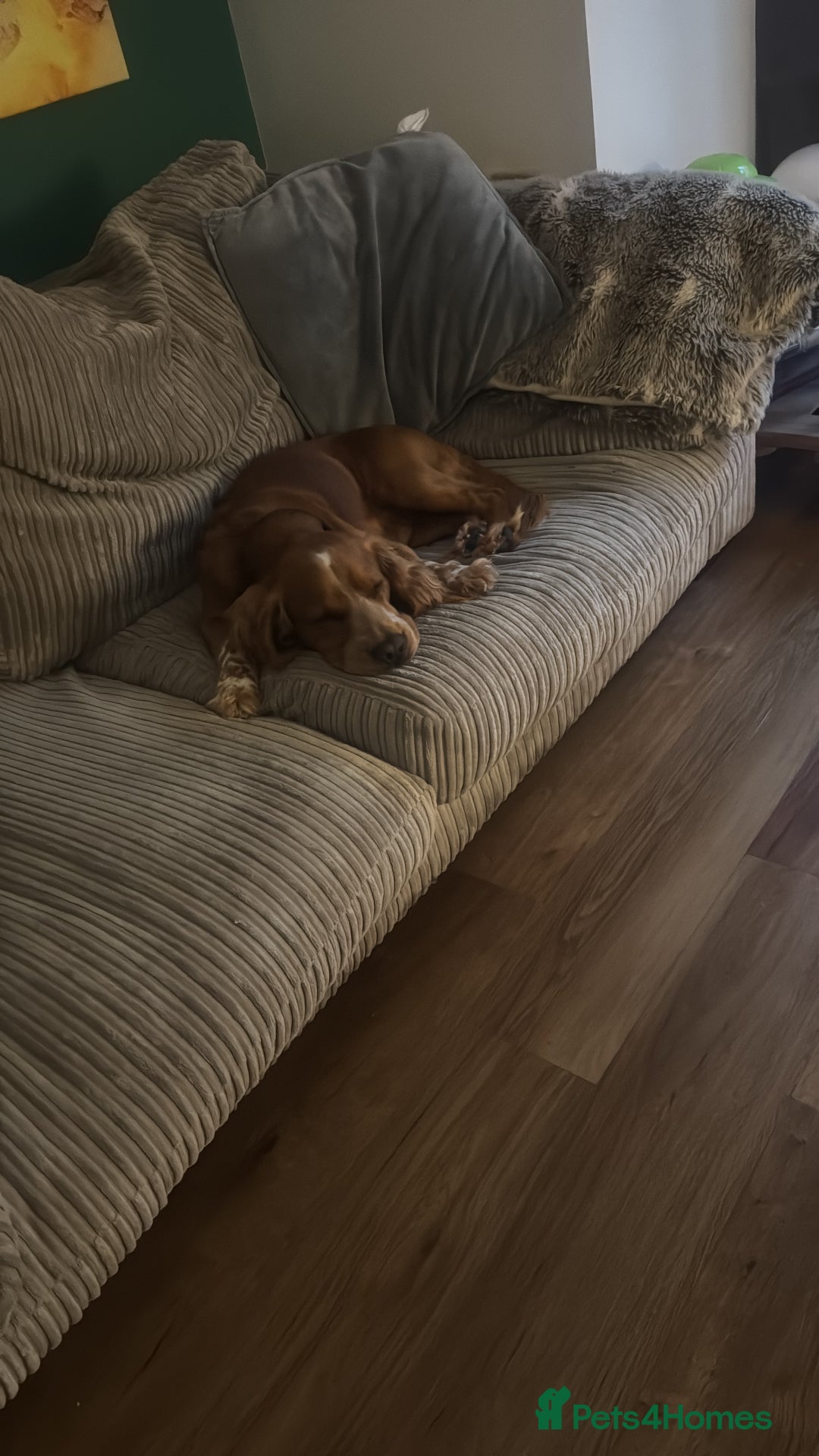 Cocker Spaniel dogs for sale: 4 year old male spaniel  - Image 1