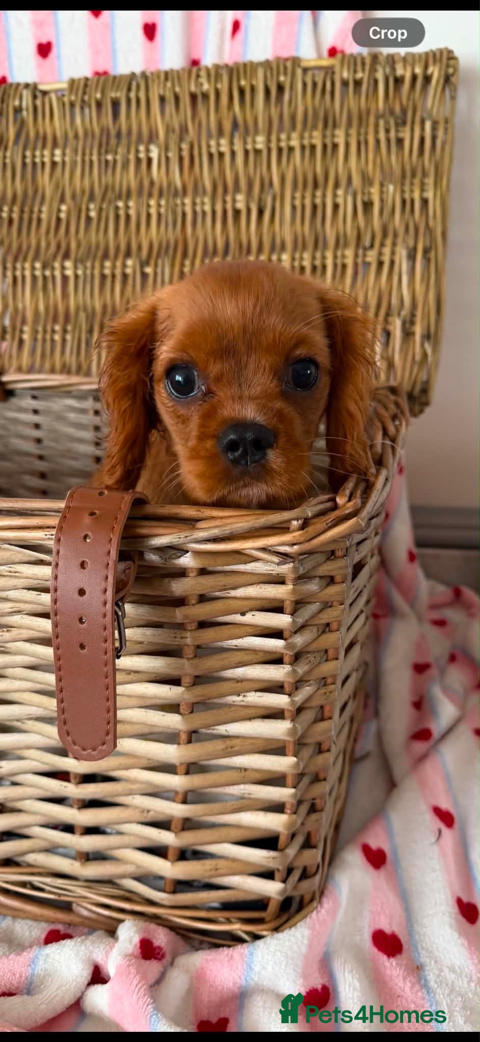 Cavalier King Charles Spaniel dogs DNA CAVALIER PUPPIES - Advert 1