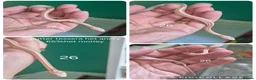 Corn Snake reptiles for sale: REDUCED PRICE Baby corn snakes ready now  - Advert 16