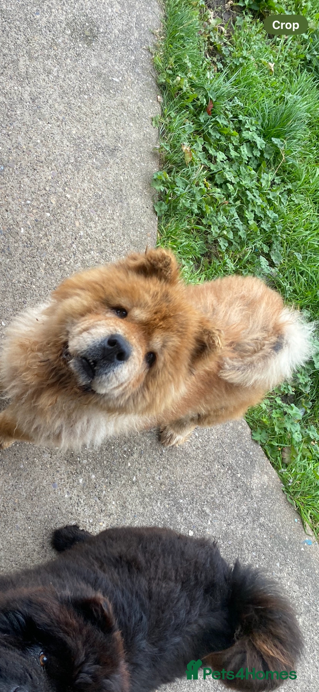 Chow Chow dogs for sale: Ruby  - Image 2