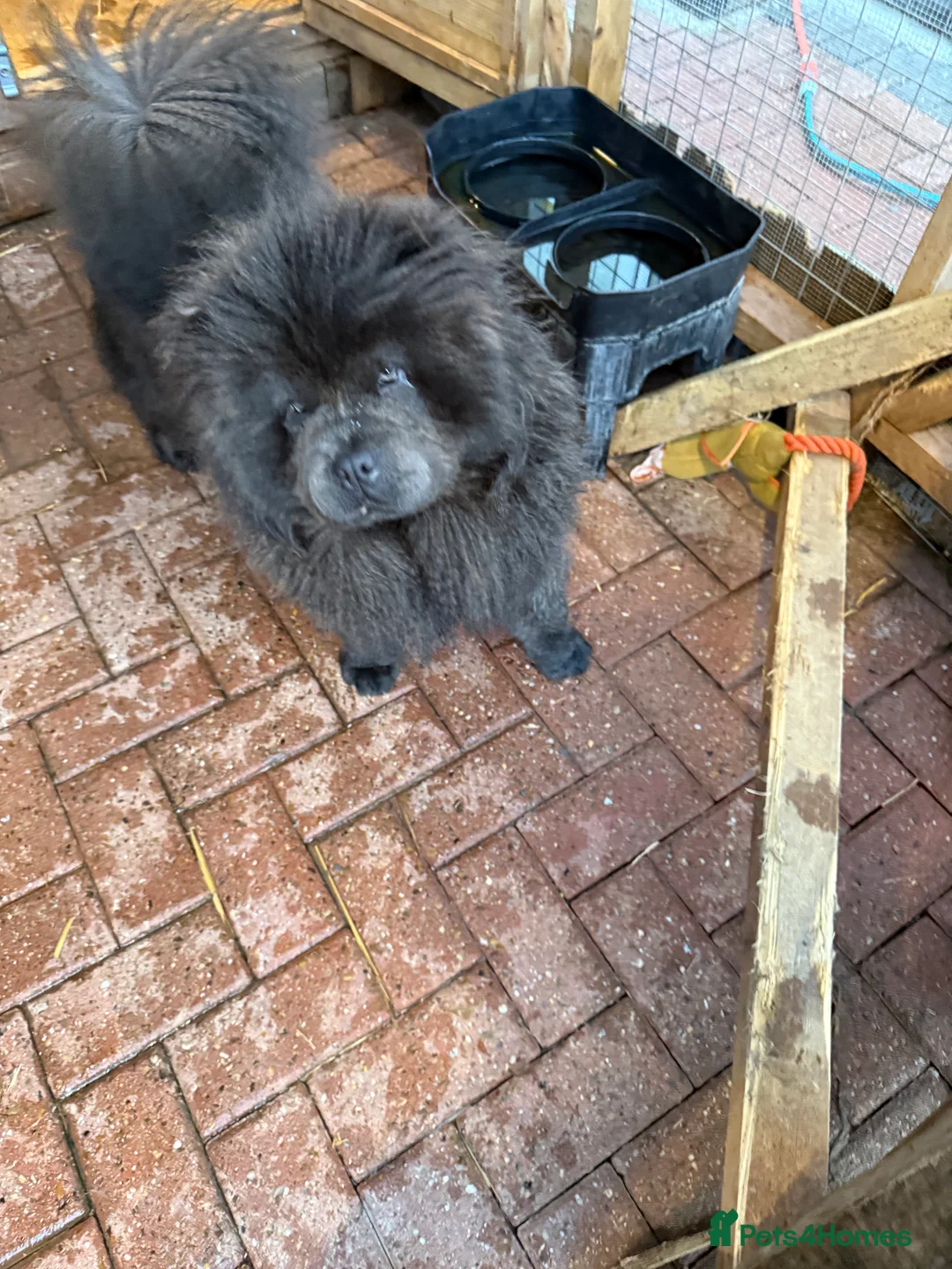 Chow Chow dogs for sale: Hassle free - Advert 1
