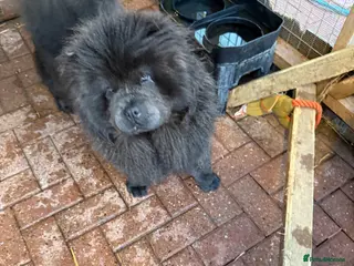 Chow Chow dogs Hassle free - Advert 1