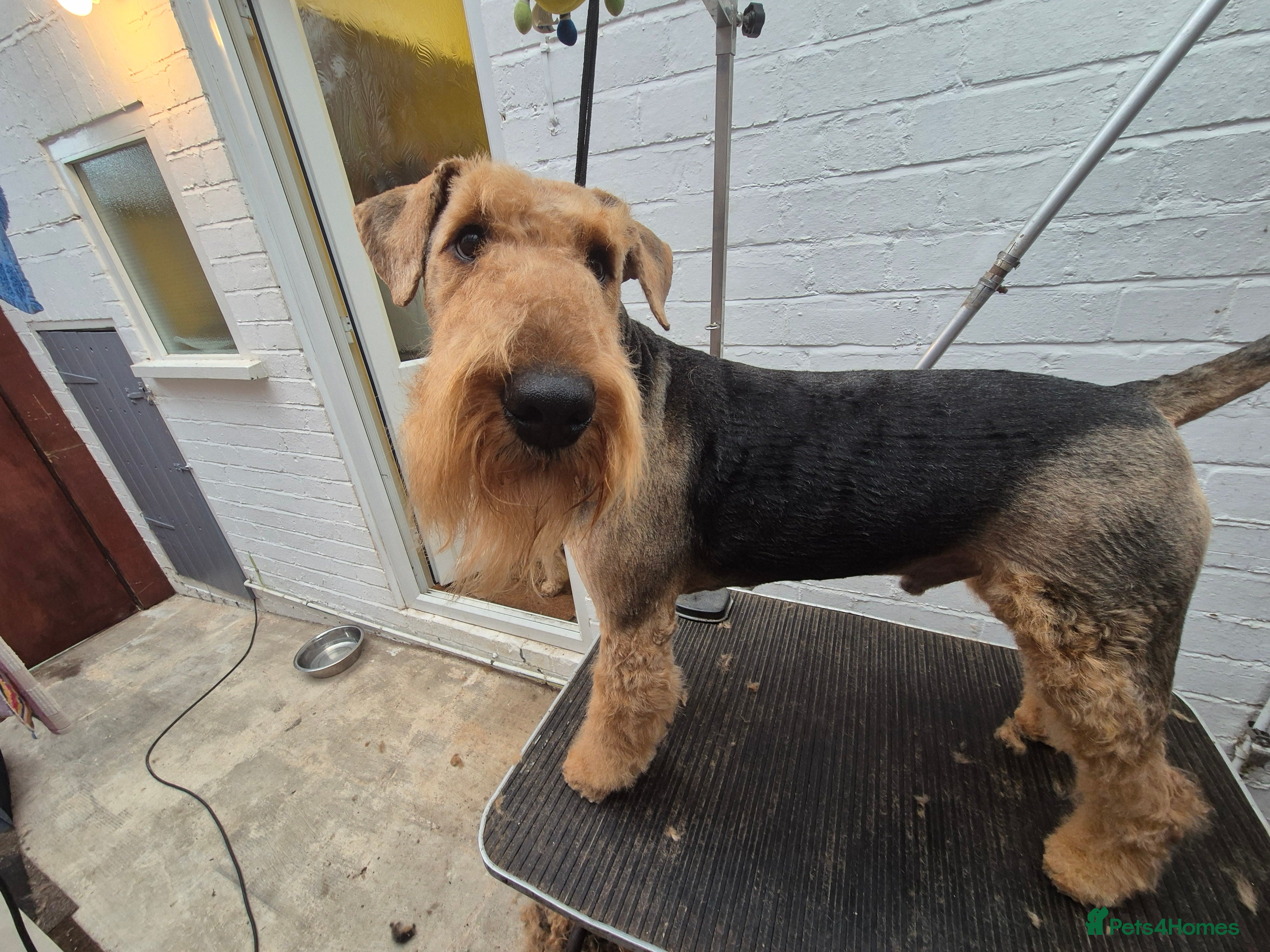 Airedale Terrier dogs Airedale Terrier - Advert 2