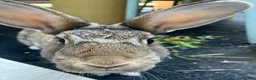 Mixed Breed rabbits for sale: Neutered pair bonded 2yo mixed breed rabbits  in London - Advert 2