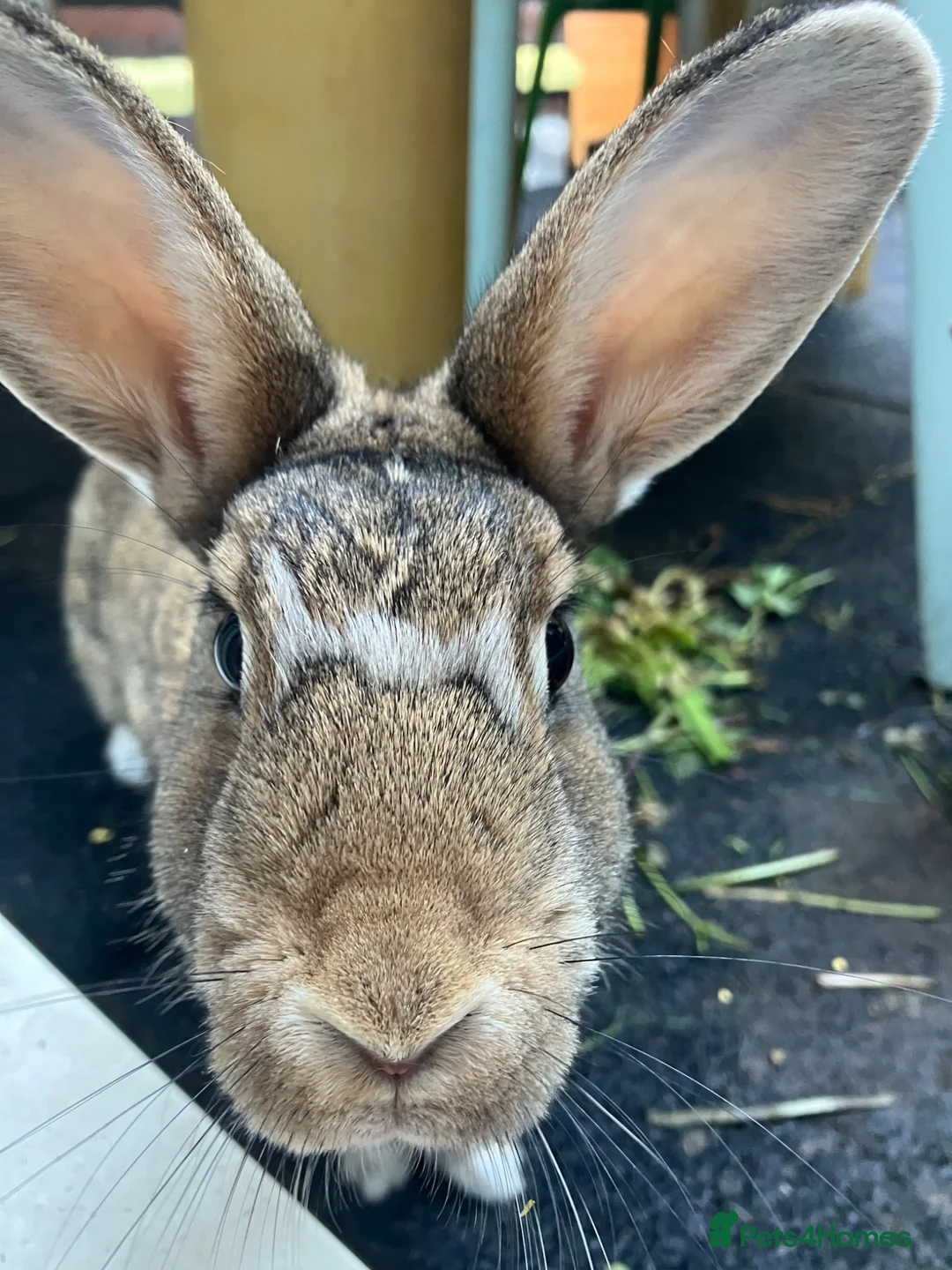 Mixed Breed rabbits for sale: Neutered pair bonded 2yo mixed breed rabbits  in London - Advert 2