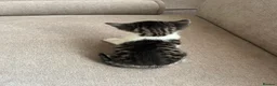 Mixed Breed cats for sale: Kittens ready end of April in Manchester - Advert 10
