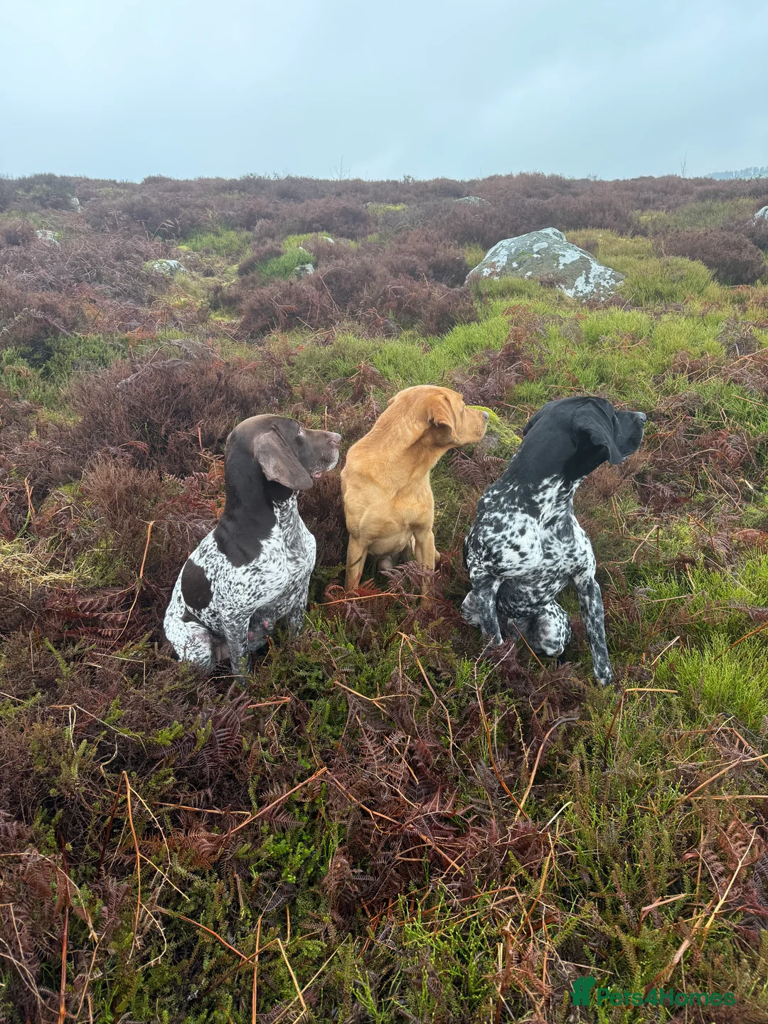 Labrador Retriever dogs for stud: KC reg fully health tested, gorgeous Lab for stud. - Advert 3