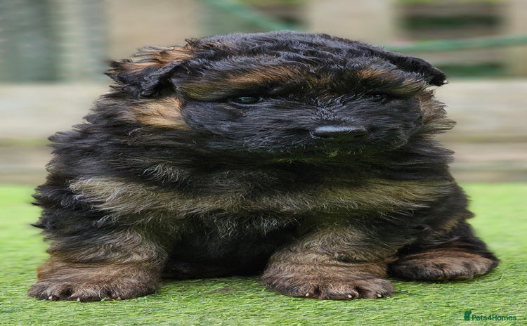 German Shepherd dogs - Advert 2