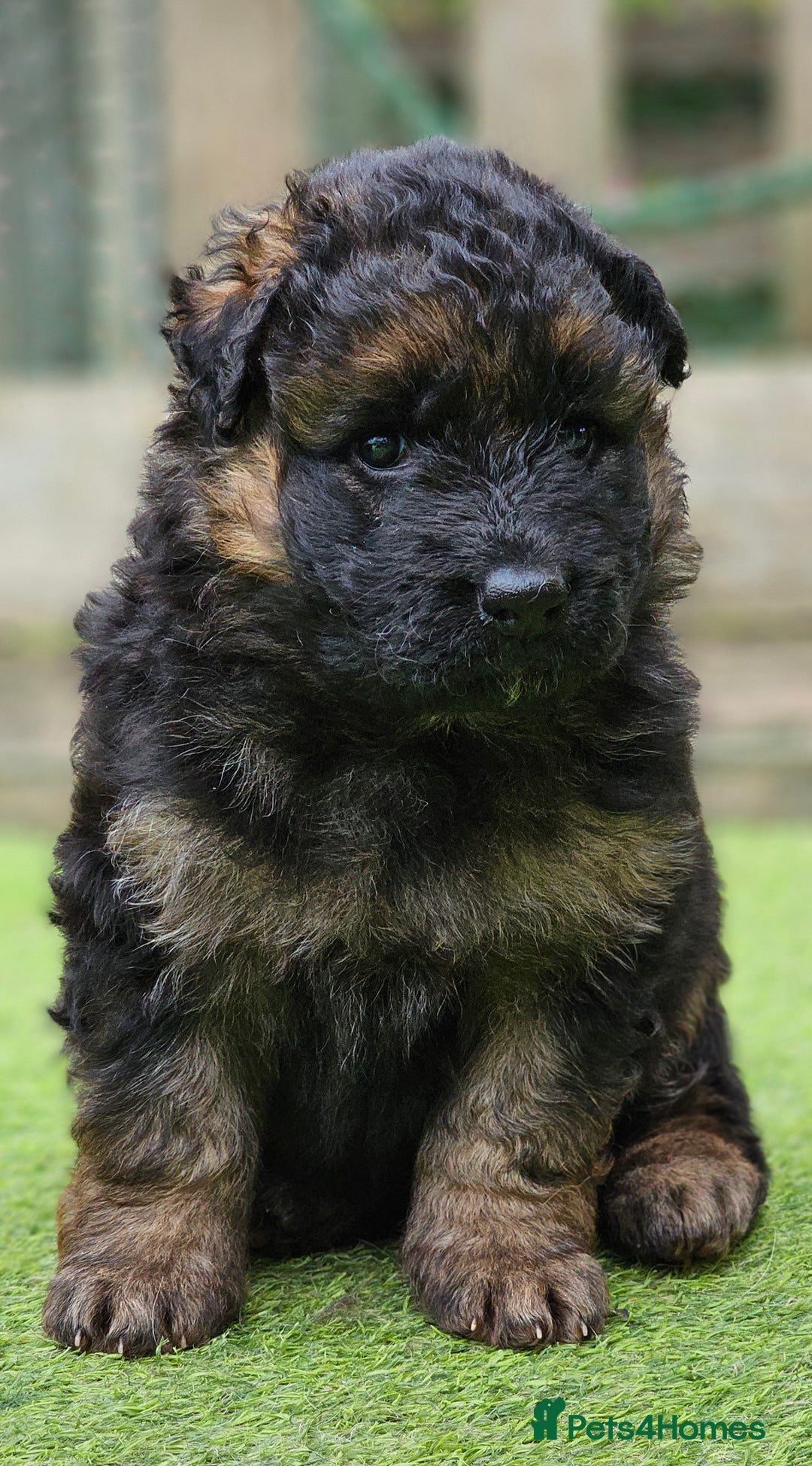 German Shepherd dogs for sale: Long Coat, Health tested, DM clear, GSD pups - Image 7