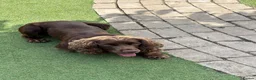 Cocker Spaniel dogs for stud: Teddy stud Dog  - Advert 5