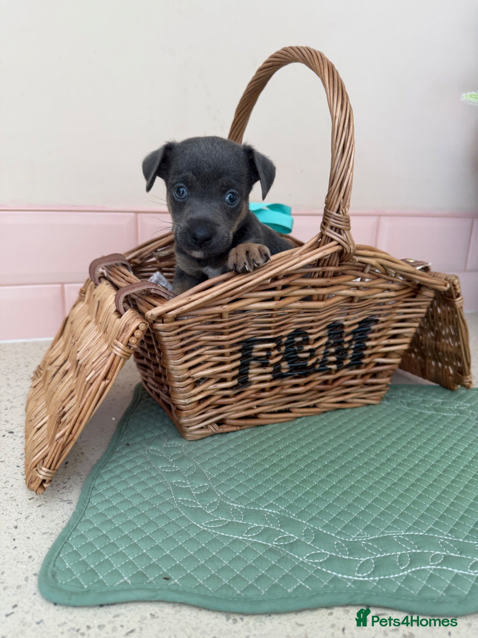 Jack Russell dogs Much Wenlock stunning puppy  - Advert 2