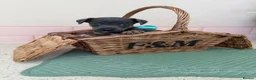 Jack Russell dogs for sale: Much Wenlock stunning puppy  - Advert 2