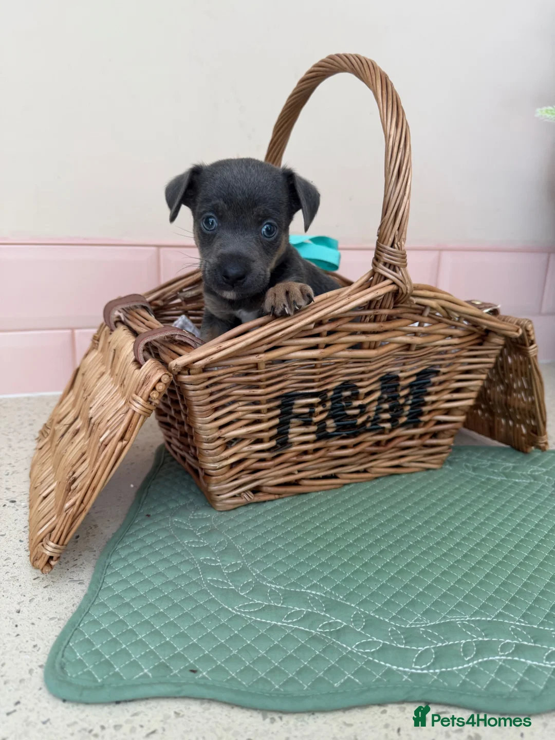 Jack Russell dogs for sale: Much Wenlock stunning puppy  - Advert 2