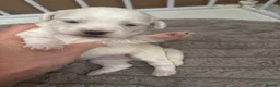 Mixed Breed dogs for sale: Maltese mix Bichon Frise - Advert 7