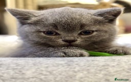 British Shorthair cats for sale: GORGEOUS Pedigree BSH Kittens from Show Breeder - Image 7