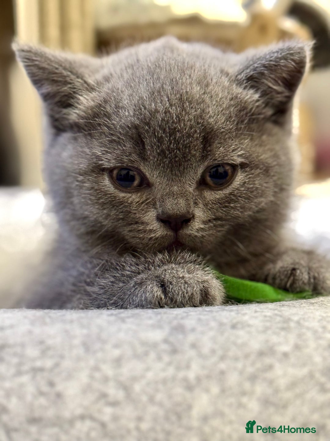 British Shorthair cats for sale: GORGEOUS Pedigree BSH Kittens from Show Breeder - Image 7