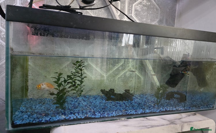 Goldfish fish - Advert 12