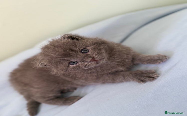 British Shorthair cats - Advert 6