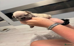French Bulldog dogs for sale: 4 beautiful ** frenchies  - Image 13