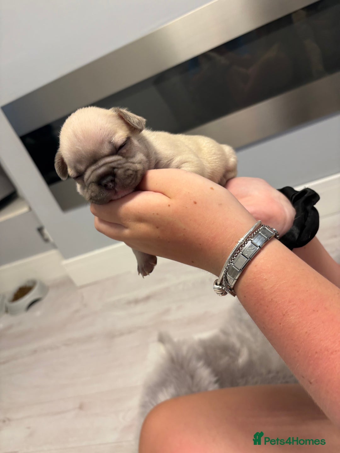 French Bulldog dogs for sale: 4 beautiful ** frenchies  - Image 13