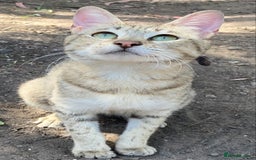 Savannah cats for sale: Pedigree F5 SBT SAVANNAH girl seeks forever home in Manchester - Image 21