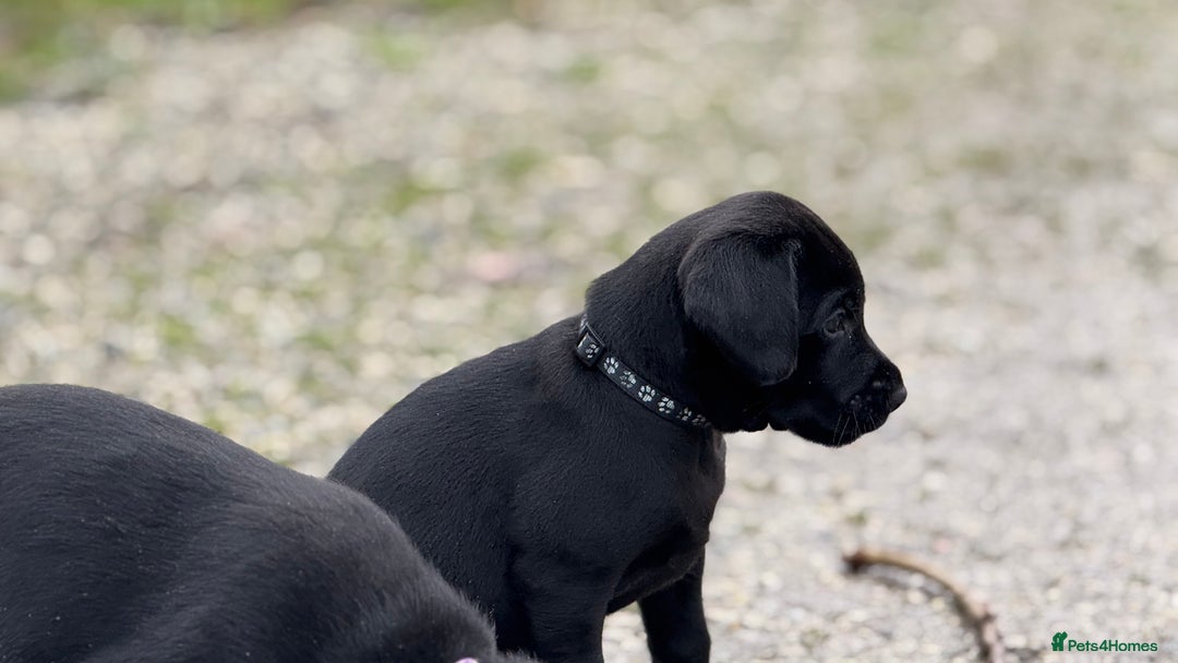 Labrador Retriever dogs for sale: Labrador Puppies  - Advert 34
