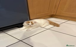 British Longhair cats for sale: Red and white British Long Hair Male  - Image 6