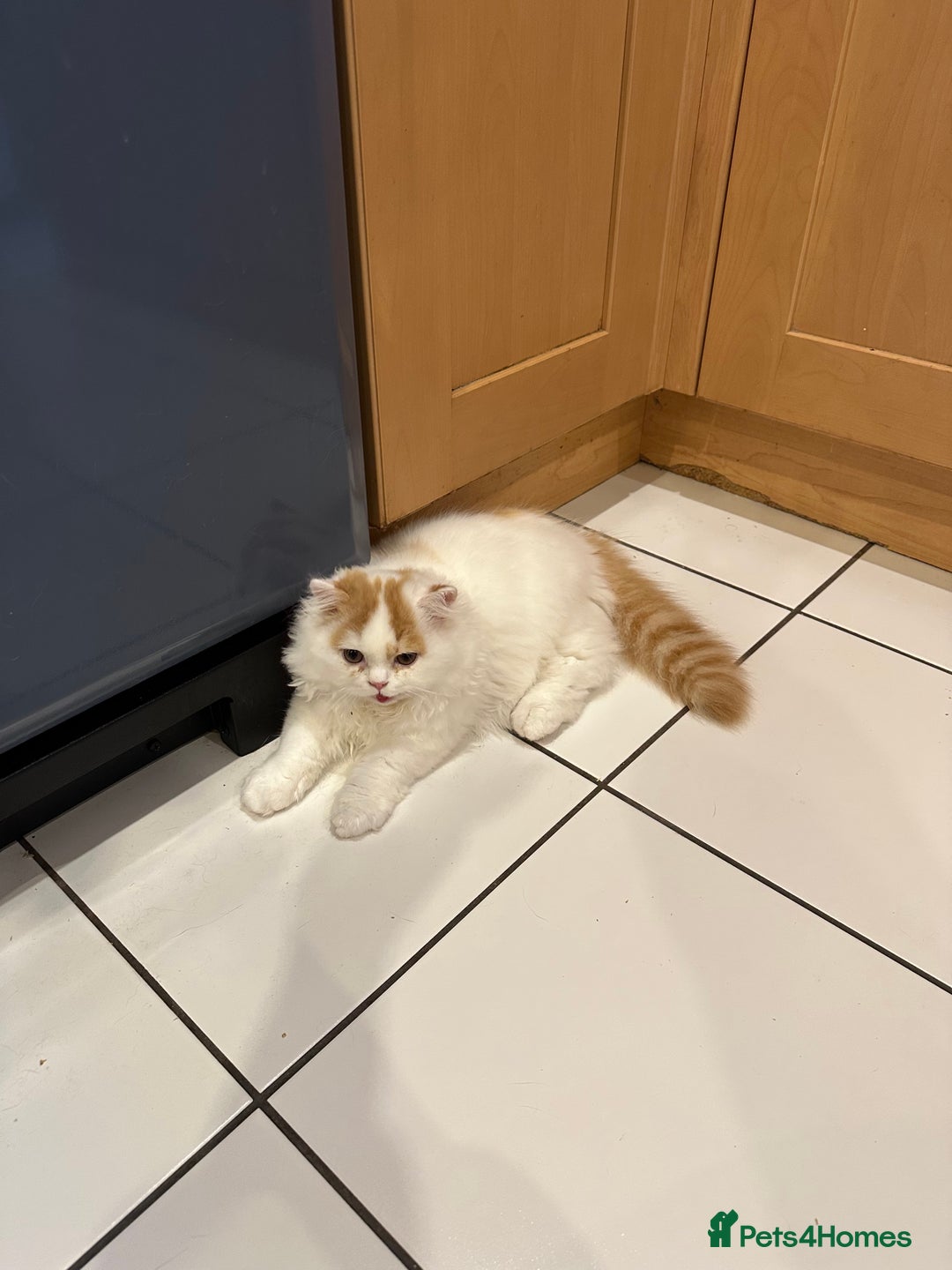 British Longhair cats for sale: Red and white British Long Hair Male  - Image 6