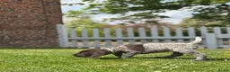 German Wirehaired Pointer dogs for sale: COLLECTION THIS WEEKEND 🤍 KC REG GWP’s.  - Advert 5